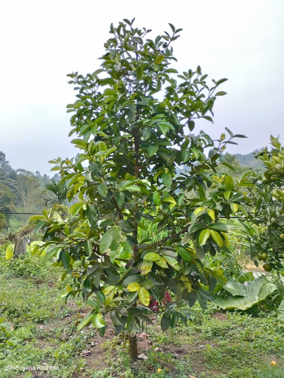 Pohon Manggis Pak Bodi.jpg